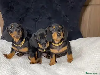 Miniature Dachshund dogs Miniature dachshund puppy's - Advert 1