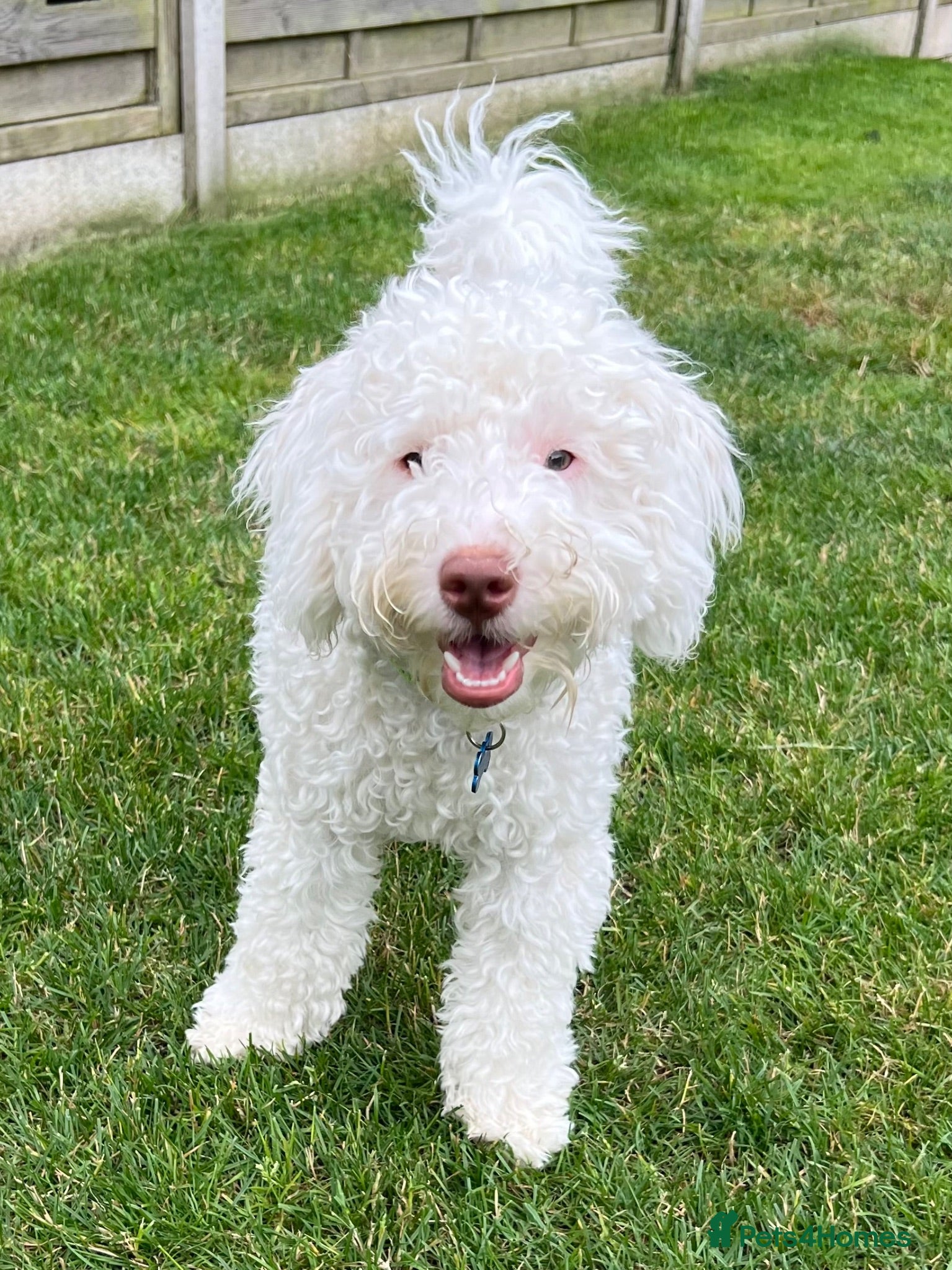 Labradoodle dogs Beautiful 6 Month Old Male Miniature Labradoodle - Advert 7