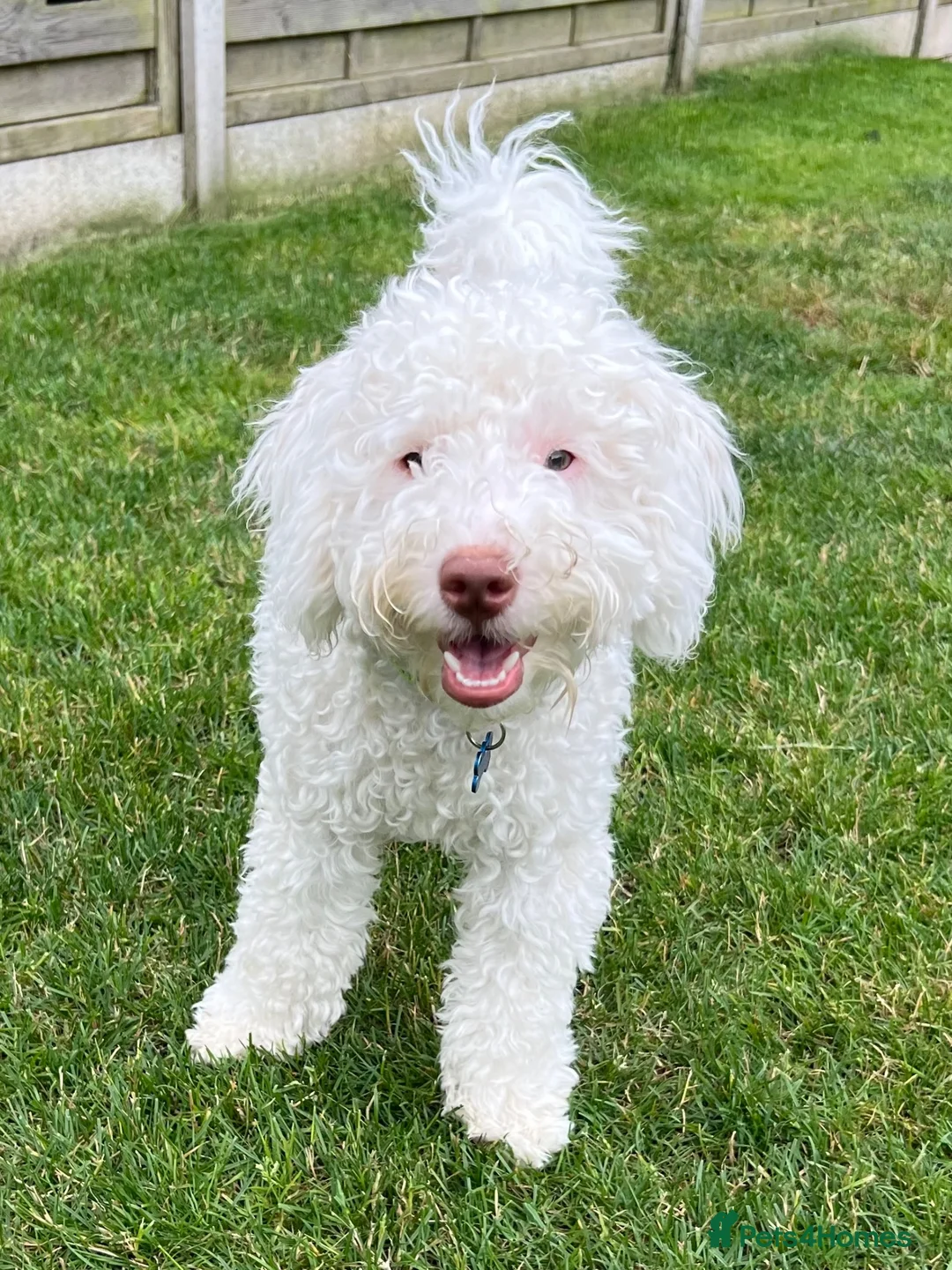 Labradoodle dogs for sale: Beautiful 6 Month Old Male Miniature Labradoodle - Advert 1