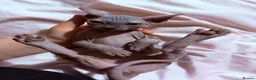Sphynx cats for sale: Adorable sphynx girl  - Advert 6