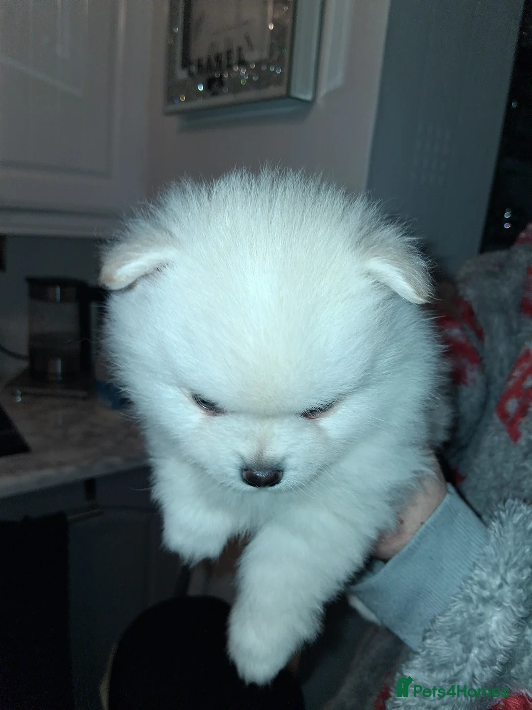 Pomeranian dogs for sale: 💖RARE PURE WHITE POMMERAINIAN💝 - Advert 6