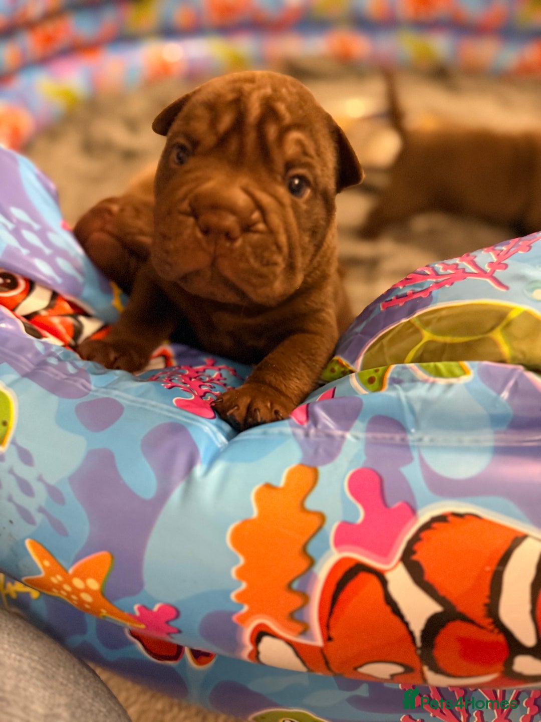 Mixed Breed dogs for sale: Bullpei Puppies 🐶 Purple One Left  - Advert 13