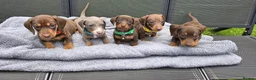 Dachshund dogs for sale: Dacshund Puppies Ready on 27/6!!! - Advert 2