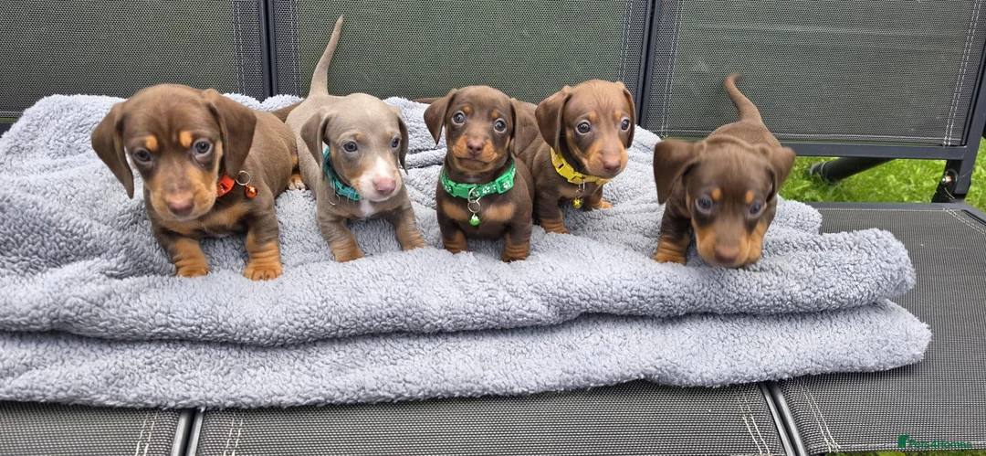 Dachshund dogs for sale: Dacshund Puppies Ready on 27/6!!! - Advert 2
