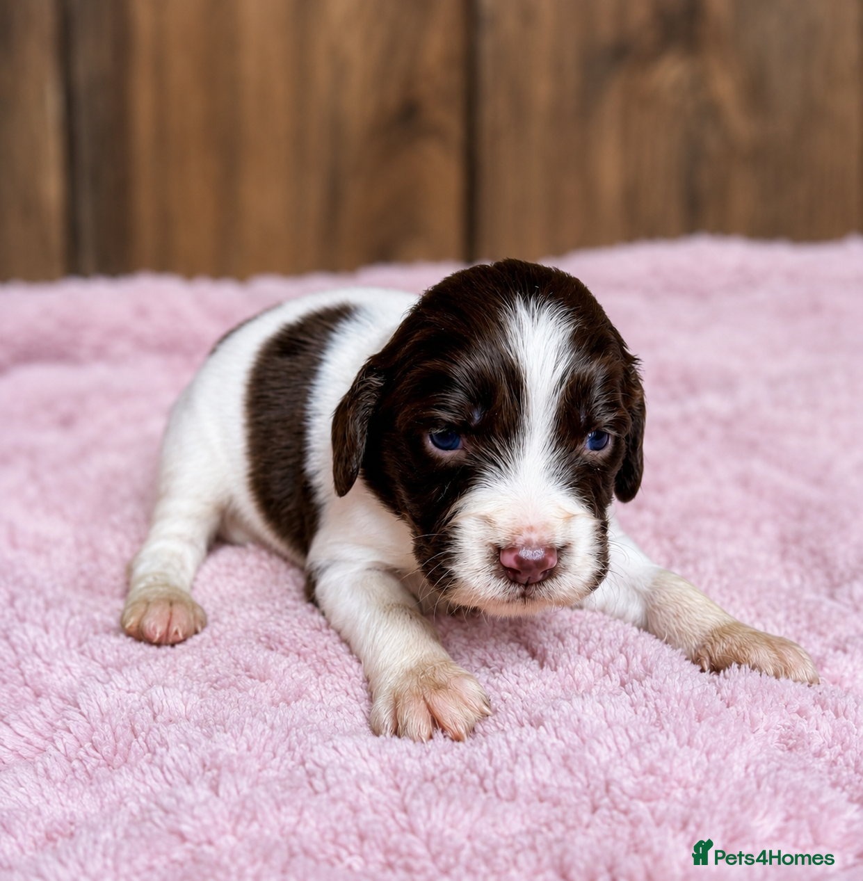 Cocker Spaniel dogs Merle and chocolate spaniel puppies  - Advert 1