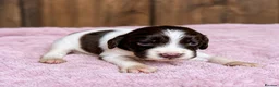 Cocker Spaniel dogs for sale: Last Blue Merle cocker boy  - Advert 5