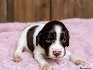 Cocker Spaniel dogs for sale: Merle and chocolate spaniel puppies - Advert 2