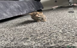 Mixed Breed cats for sale: Adorable kittens forsale  - Image 1