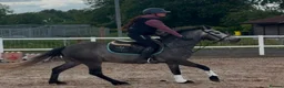 Connemara horses for sale: Class Quality and ready for the ribbons  - Advert 5