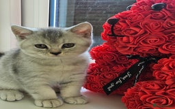 British Shorthair cats for sale: British shothair kittens  - Image 27