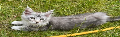 Maine Coon 5 Red Collar