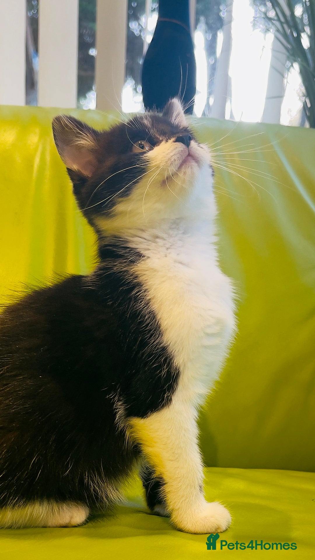 Mixed Breed cats for sale: Wonderful ,healthy clever village Kittens for sale - Advert 16