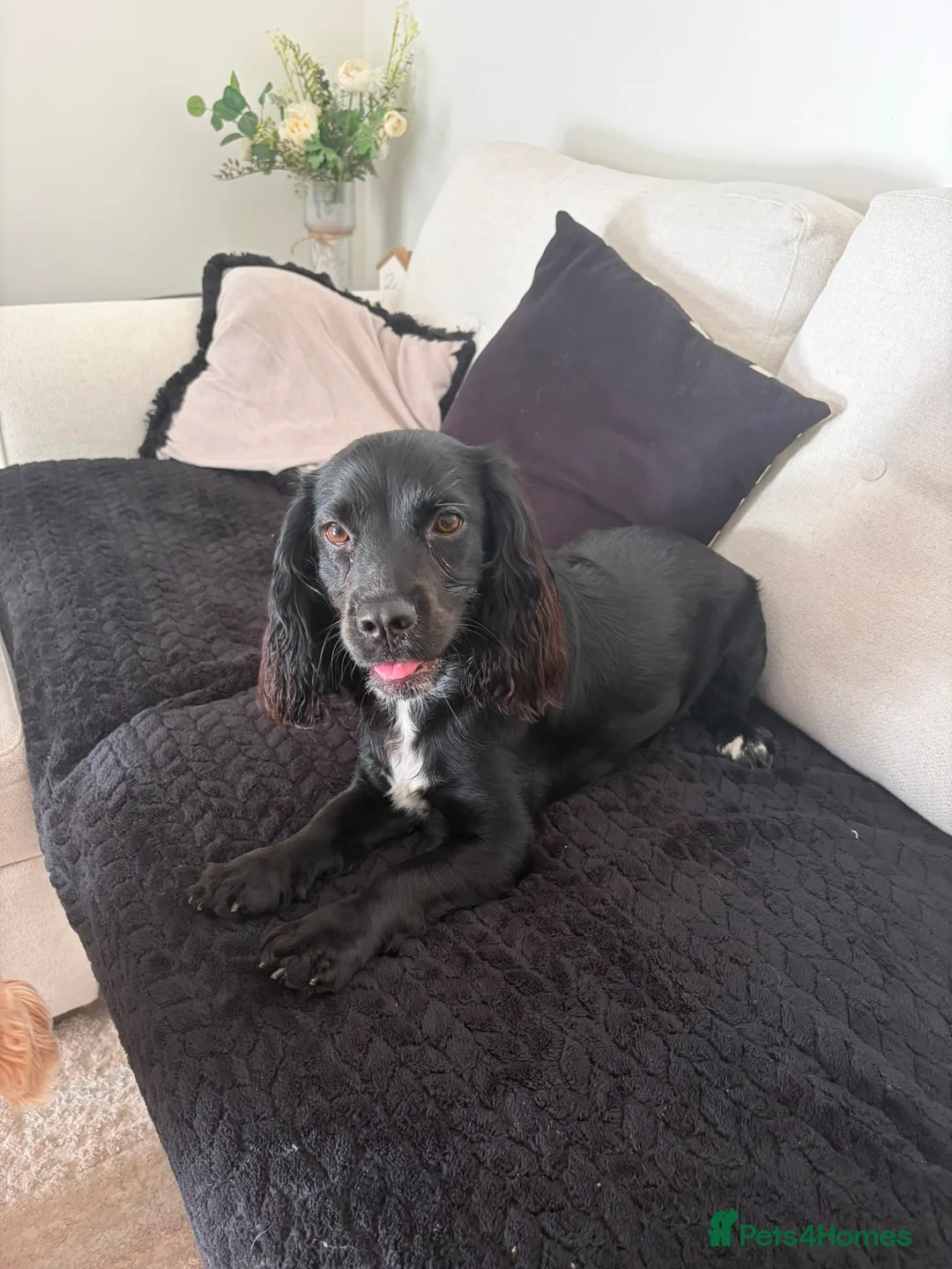 Cocker Spaniel dogs for sale: Female Cocker Spaniel - Advert 2