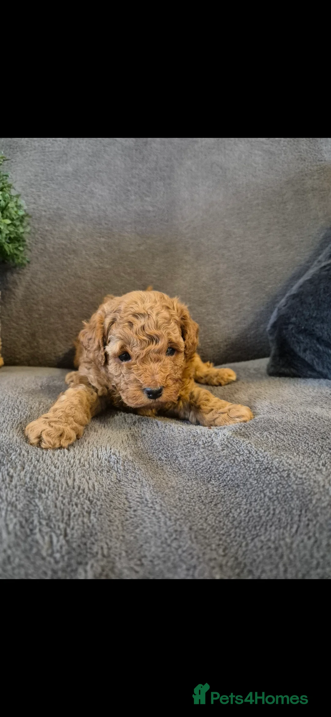 Cavapoo dogs for sale: Beautiful F1B Cavapoo Puppies - Advert 10