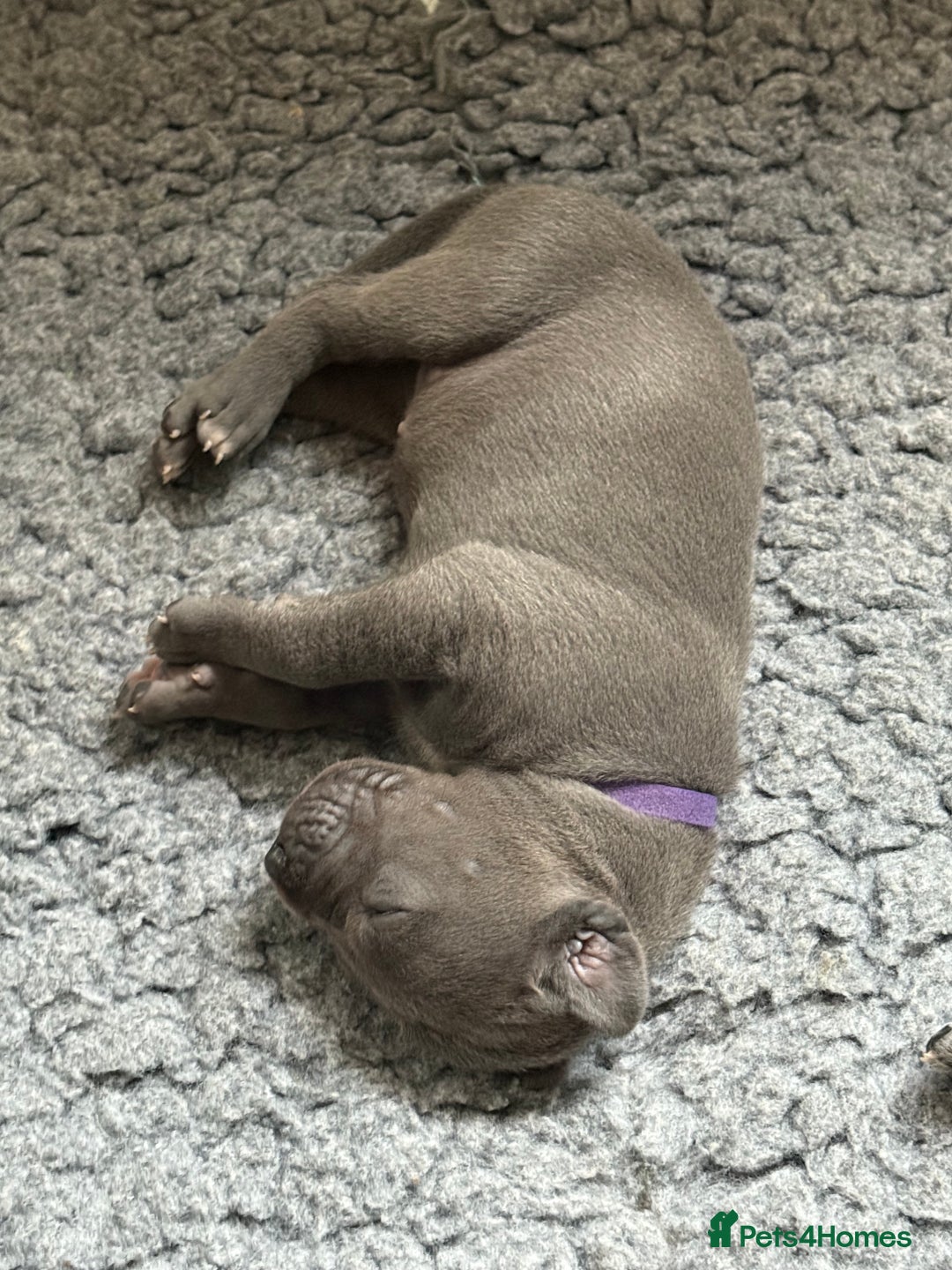 Great Dane dogs for sale: 7 chunky Great Dane puppies  - Image 11