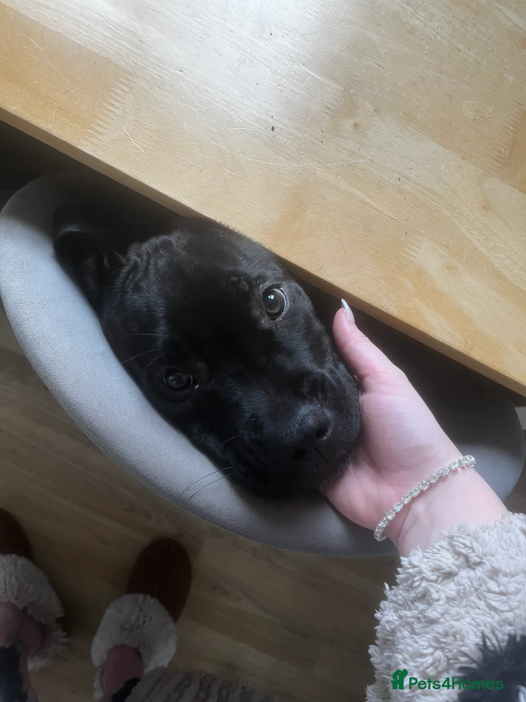 Cane Corso dogs for sale: Cane corso puppy- Cali - Advert 1