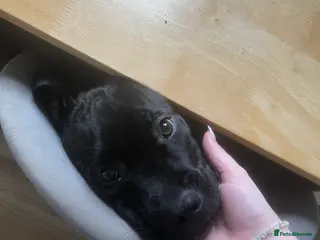 Cane Corso dogs Cane corso puppy- Cali - Advert 1