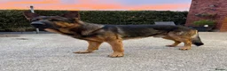 German Shepherd dogs for stud: STUD Only German Shepherd - Advert 2