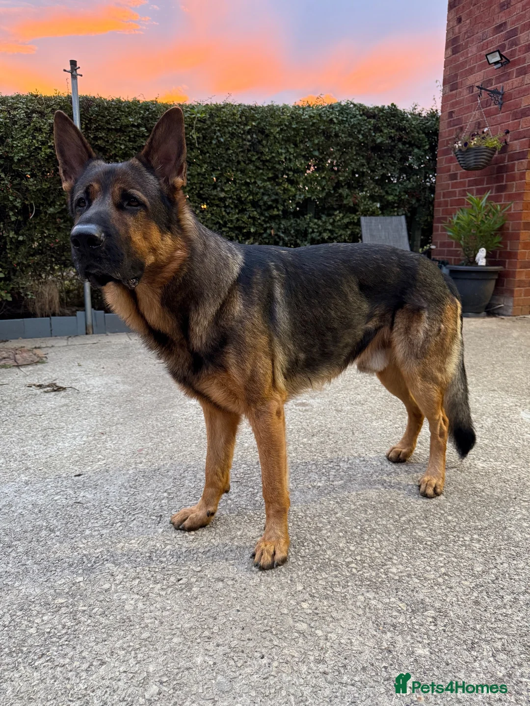 German Shepherd dogs for stud: STUD Only German Shepherd - Advert 2