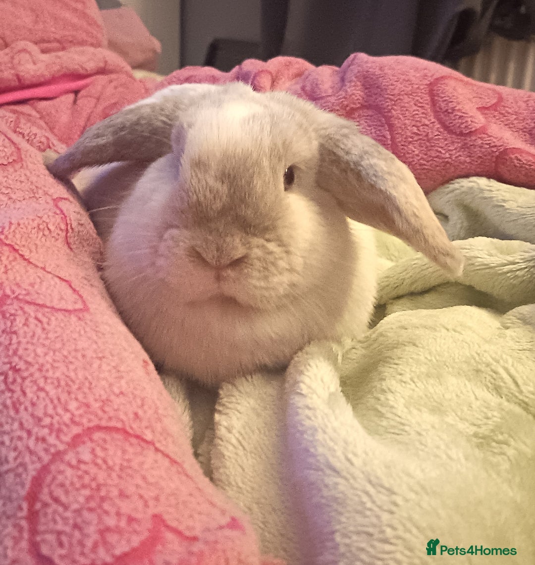 Mini Lop rabbits for sale: I have 3 girls sisters 6 months  - Advert 4