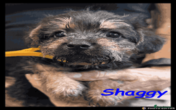 Mixed Breed dogs for sale: Beautiful Borderpoo Puppies – Ready 24th August - Image 24