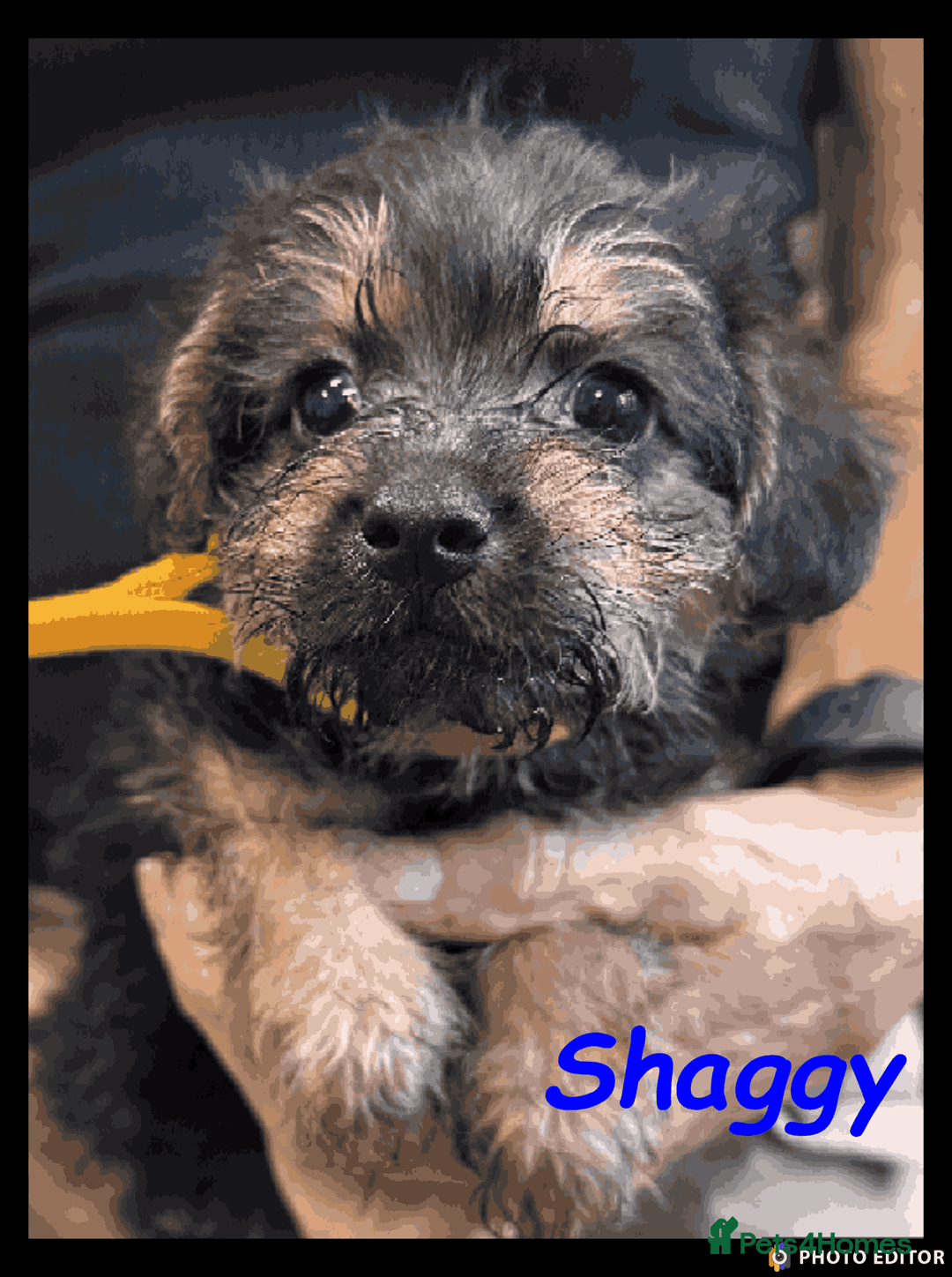 Mixed Breed dogs for sale: Beautiful Borderpoo Puppies – Ready 24th August - Image 24