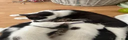 American Shorthair cats for sale: 3 black and white kittens  - Advert 1