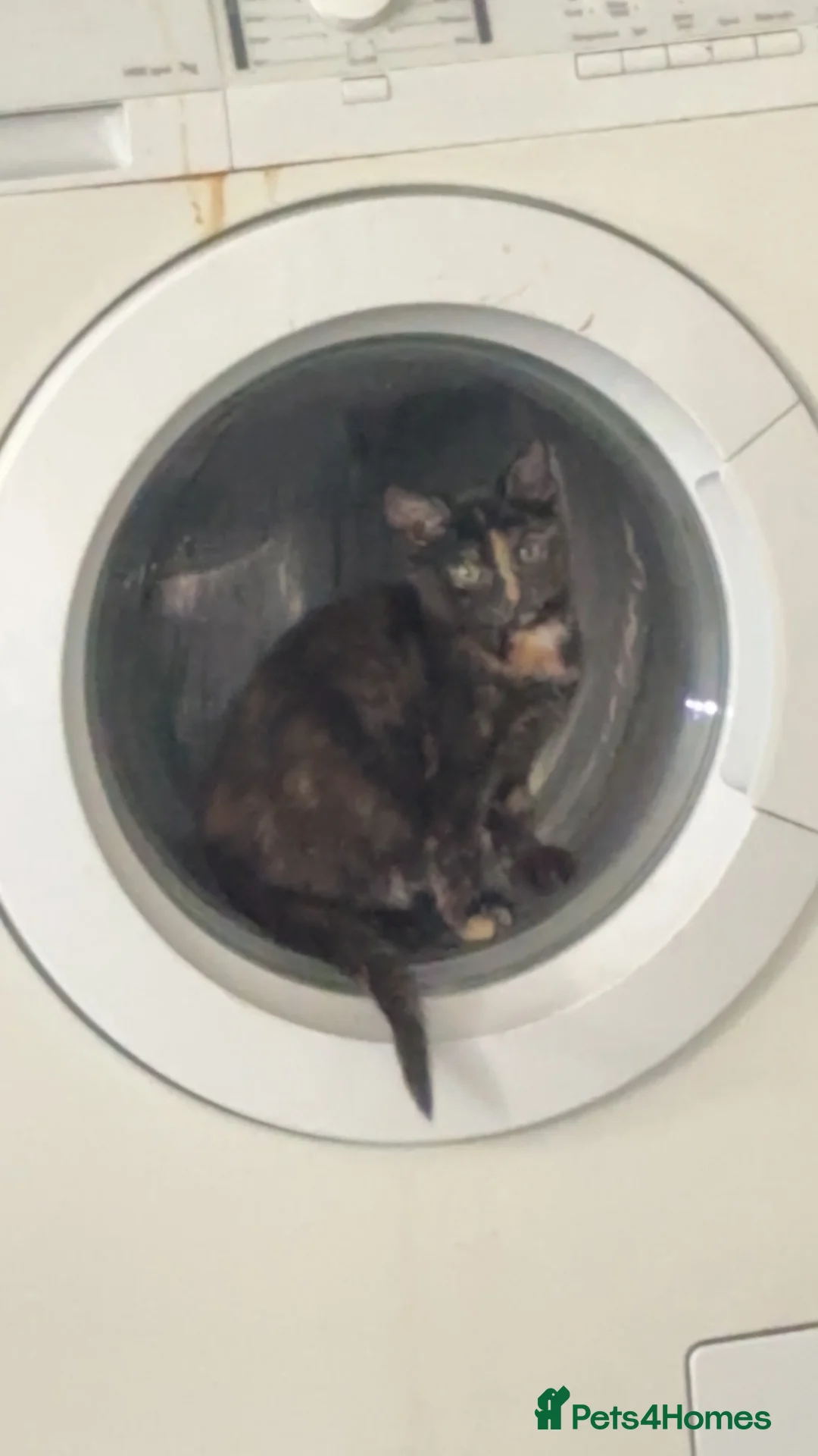 Mixed Breed cats for sale: Luna kitten  in Boston - Advert 3