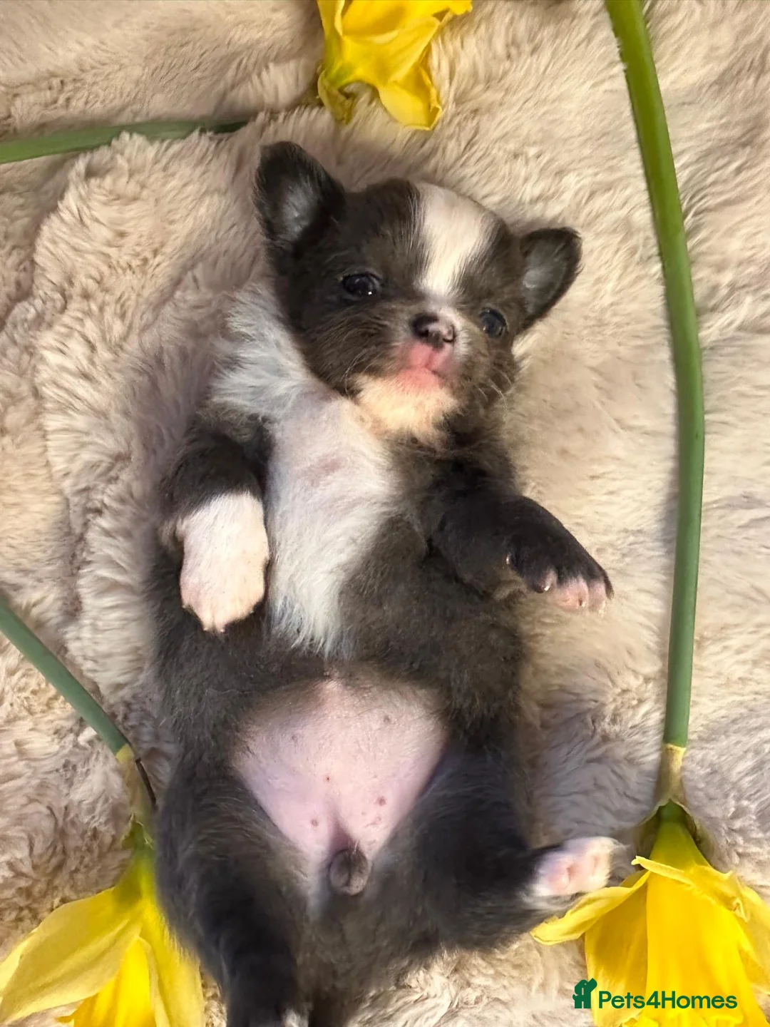 Chihuahua dogs for sale: Long hair, beautiful chihuahuas - Advert 18