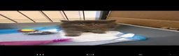 Persian cats for sale: Blue beautiful boy - Advert 1