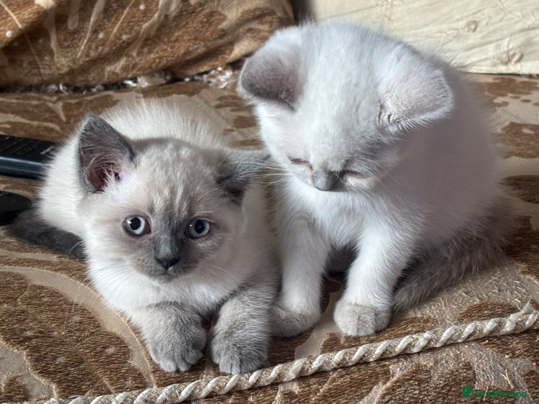 British Shorthair cats for sale: Beautiful British blues and colourpoints  - Image 16