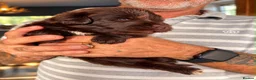 Newfoundland dogs for sale: Beautiful kc health tested Newfoundland puppies  - Advert 6