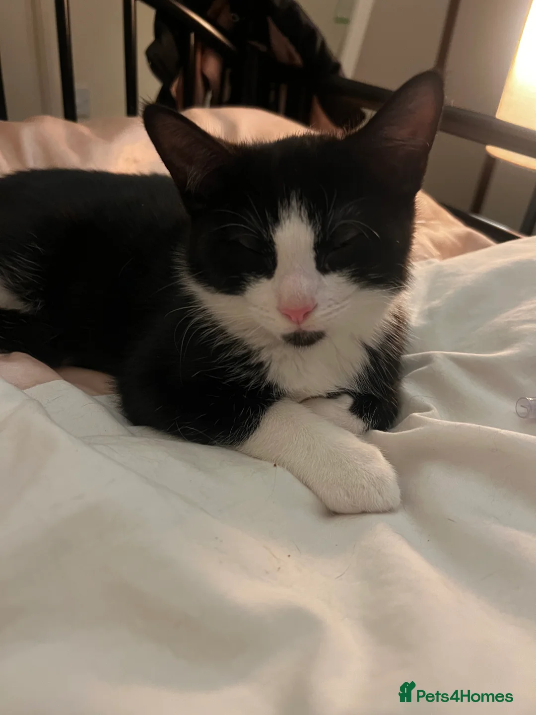 Domestic Shorthair cats for sale: Adorable Russian Blue & Domestic Shorthair - Advert 26