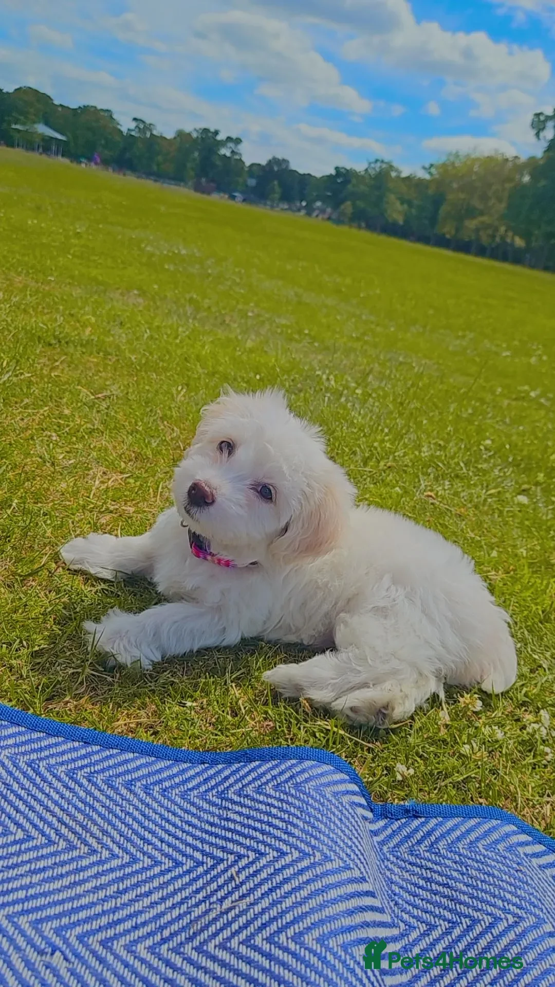 Bichon Frise dogs Bichon - Advert 2