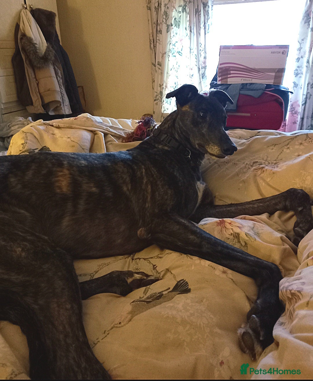 Greyhound dogs for sale: Ex racer looking for a new sofa - Advert 7