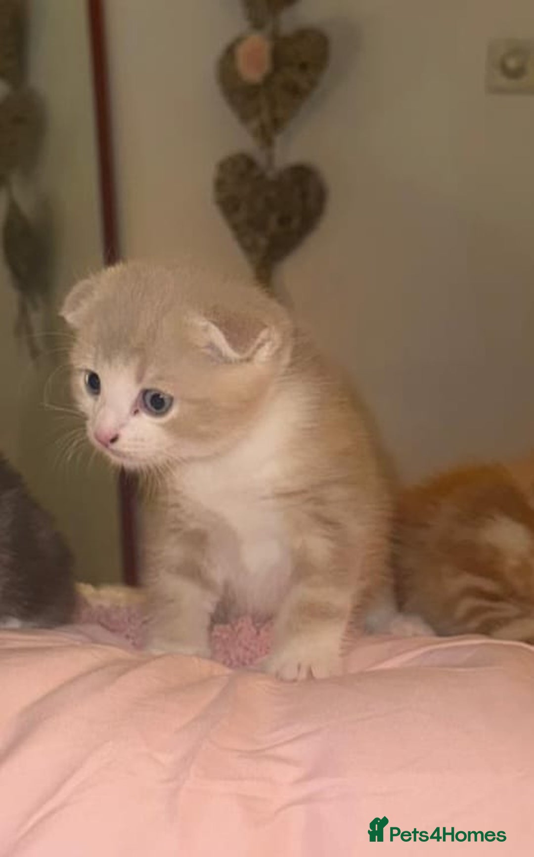 Scottish Fold cats for sale: Scottish Fold Kittens ready for Loving Homes - Image 4