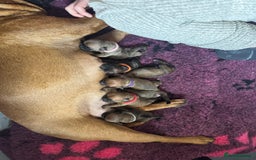 Staffordshire Bull Terrier dogs for sale: Red KC Reg Staffordshire Bull Terrier✨ - Image 11