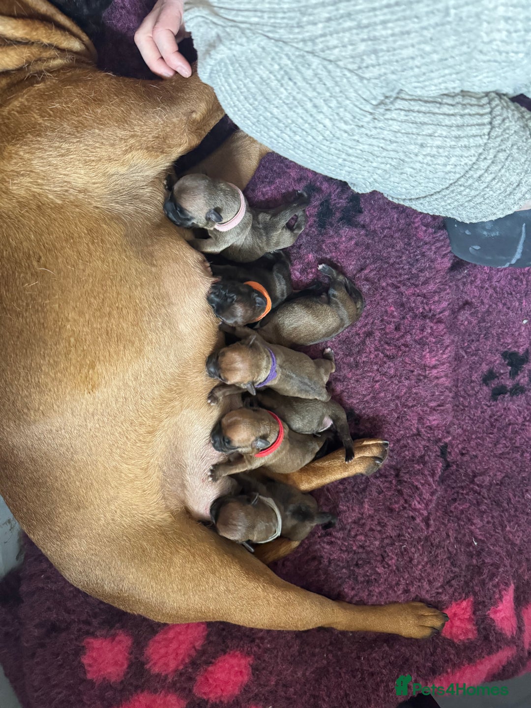 Staffordshire Bull Terrier dogs for sale: Red KC Reg Staffordshire Bull Terrier✨ - Image 11