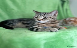 Scottish Fold cats for sale: Beautiful kittens just for you - Image 31