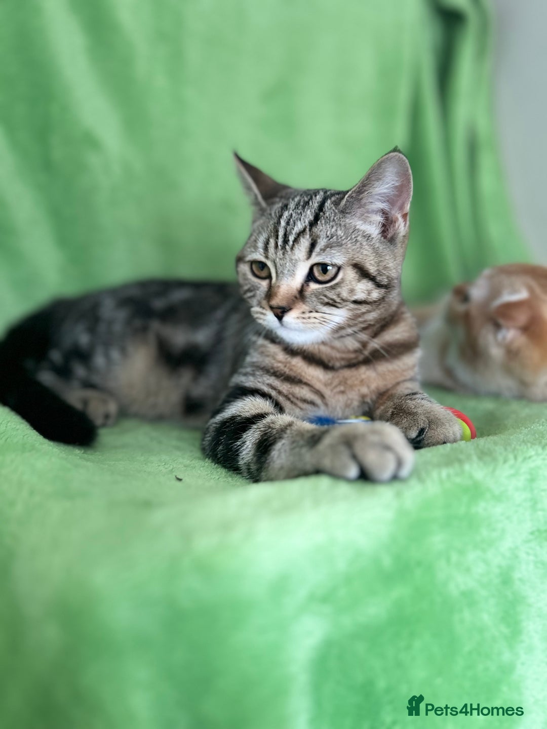 Scottish Fold cats for sale: Beautiful kittens just for you - Image 31