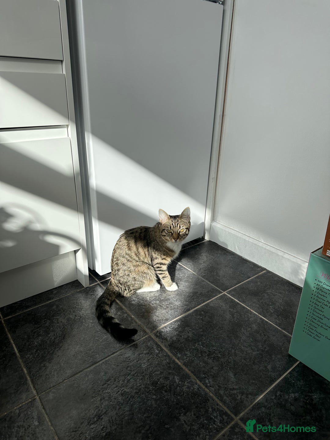 Mixed Breed cats for sale: Tabby Ragdoll for sale - Advert 5