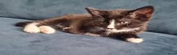 Russian Blue cats for sale: Blue Russian mixed breed kittens - Advert 13