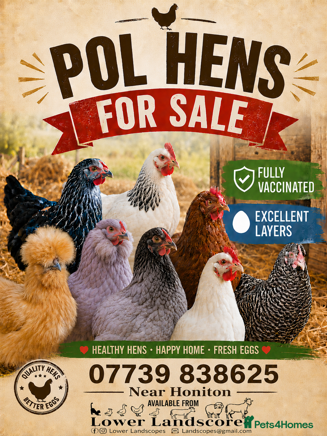 Chickens poultry POL hens - Hybrids & coloured egg layers - Advert 1