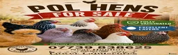 Chickens poultry for sale: POL hens - Hybrids & coloured egg layers - Advert 1