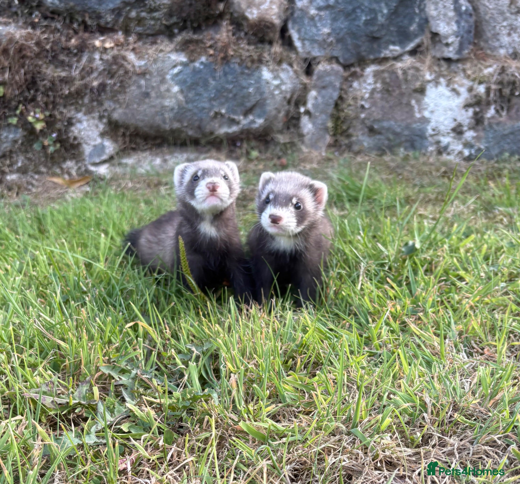 Ferret rodents Kits for sale  - Advert 19