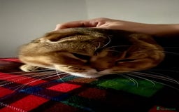 Scottish Fold cats for sale: Gizmo  - Image 3
