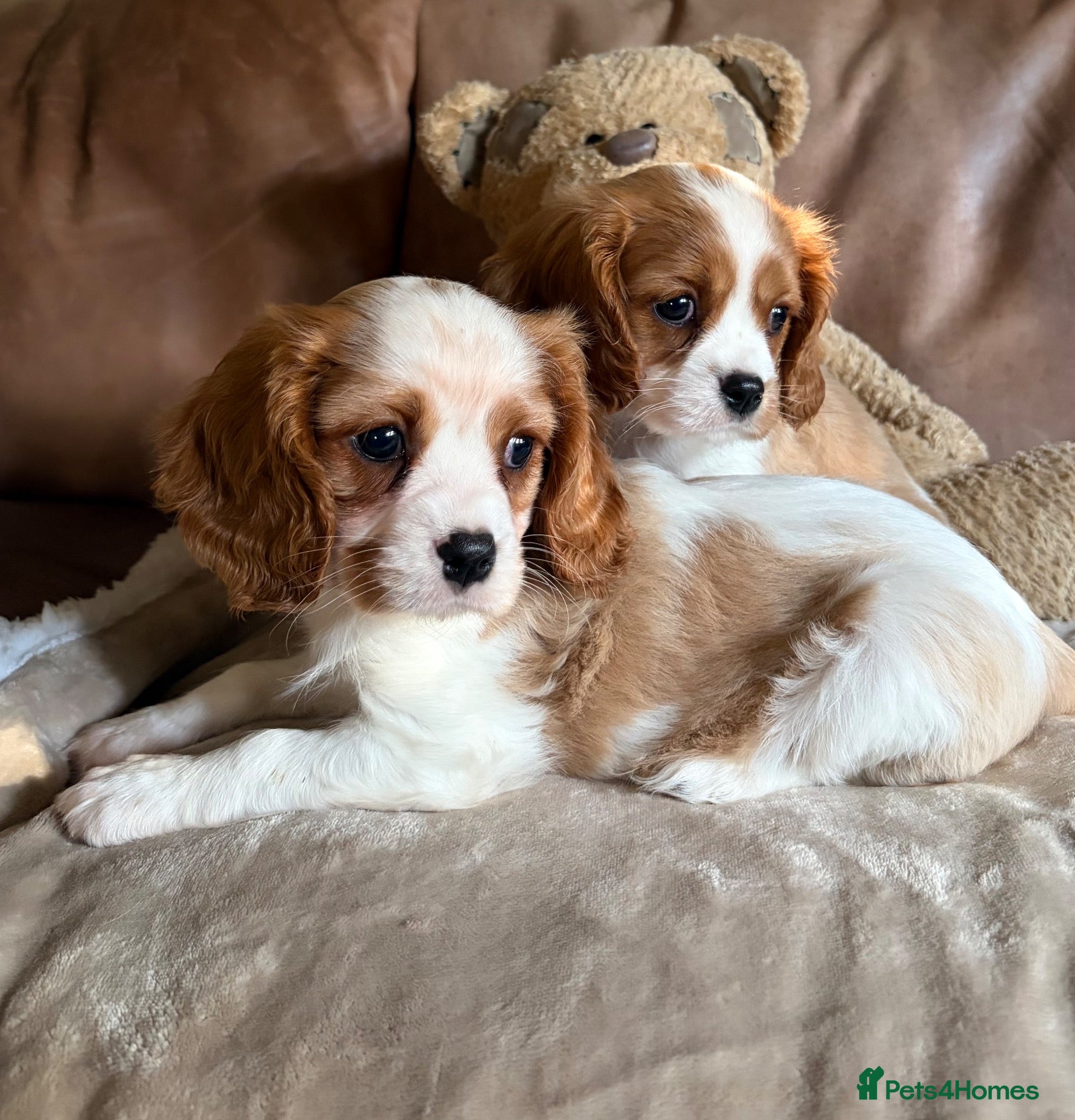 Cavalier King Charles Spaniel dogs DNA Clear KC Registered Cavalier Kcs Pups - Advert 2