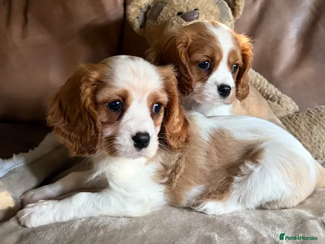 Cavalier King Charles Spaniel dogs for sale: DNA Clear KC Registered Cavalier Kcs Pups - Advert 1
