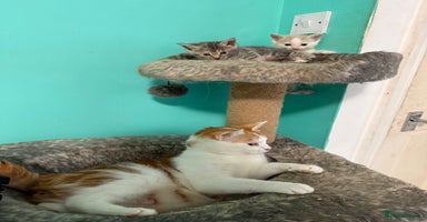 Maine Coon cats - Advert 16