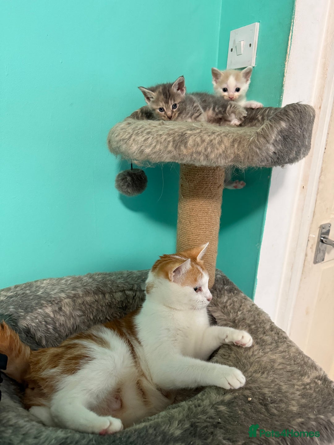Maine Coon cats for sale: Adorable Half Maine Coon Kittens for Sale  - Image 2
